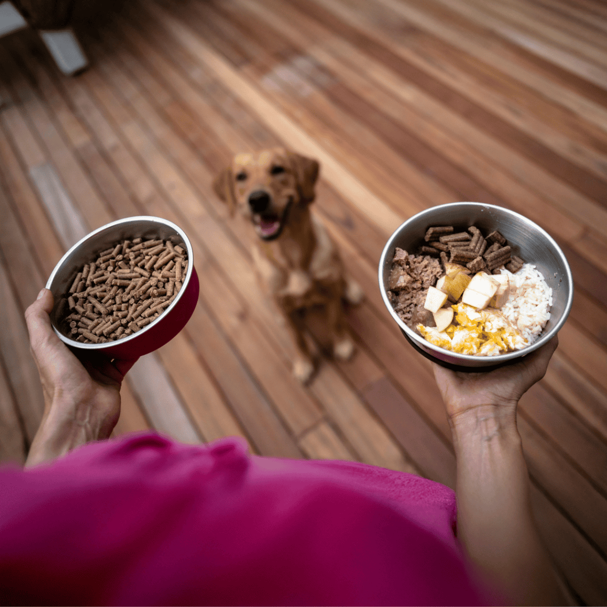 Dogfood bowls with kibble and meal. Happy dog waiting for dinner.
