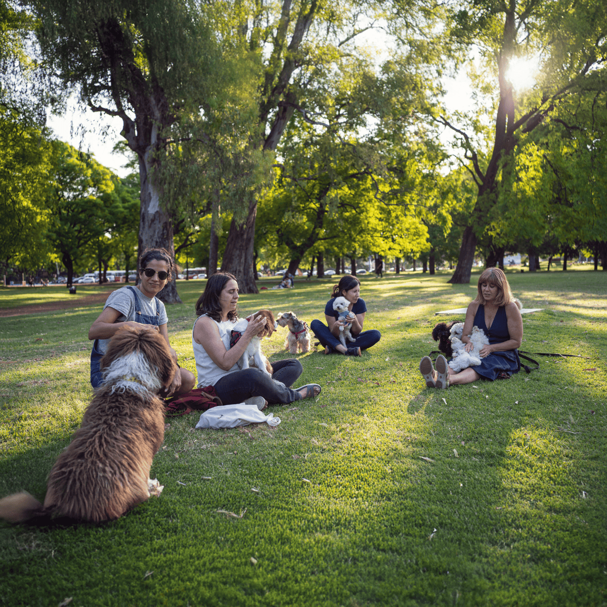 Dog training, socialization, and pet care tips with dogs and owners enjoying outdoor activities.