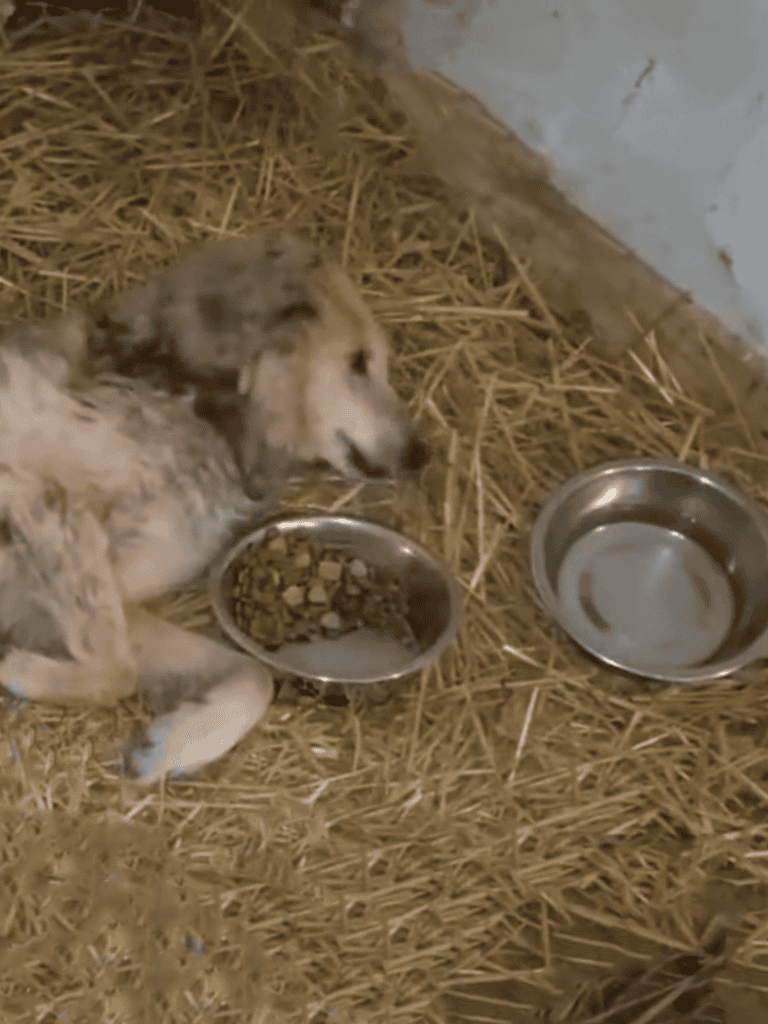 Dogfix.com - Pet feeding and care solutions.