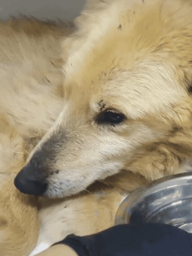 Adorable dog resting, showing comfort and peacefulness.