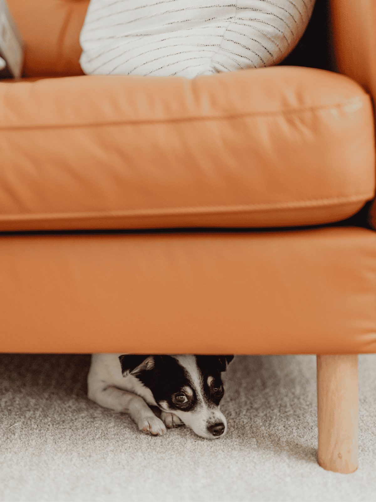Adorable small dog peeking out from beneath a tan sofa.