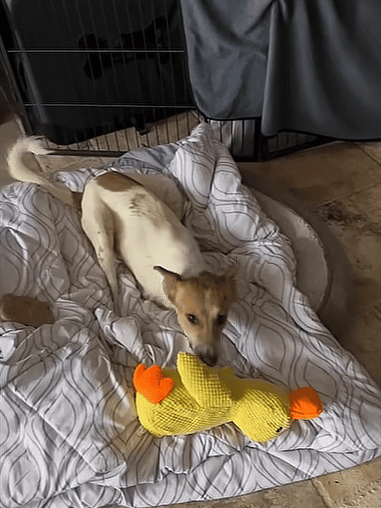 Adorable puppy playing with plush duck toy on bedding, highlighting dog comfort and toy interaction.
