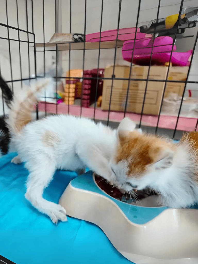 Adorable kitten eating from a bowl inside a cage, showcasing pet care and feeding essentials for puppies and kittens.