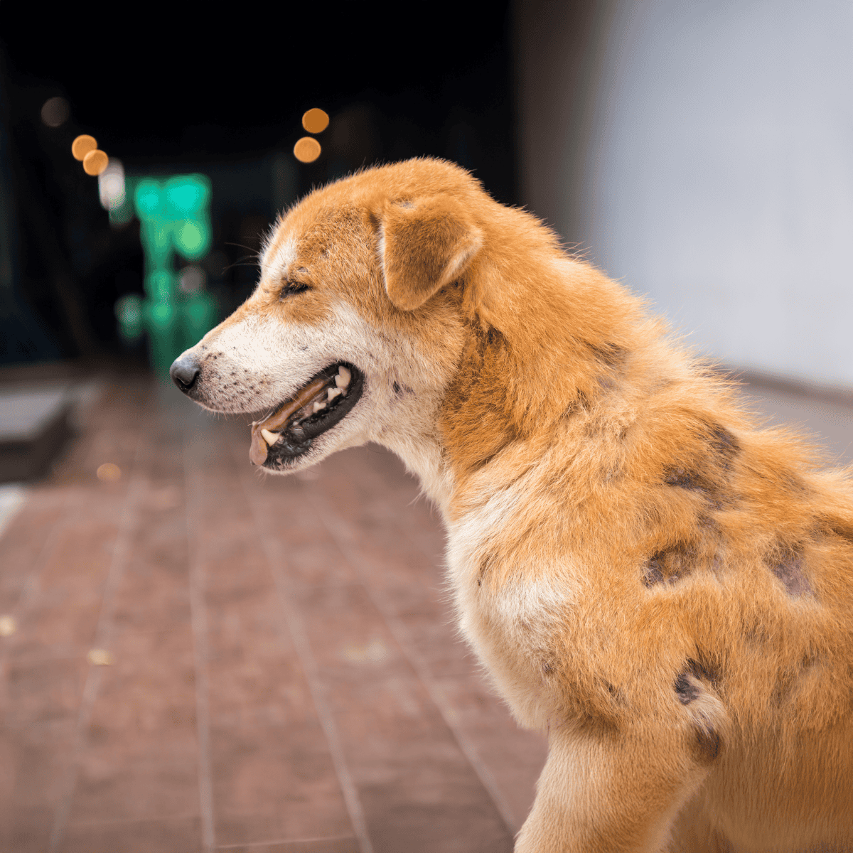 Dog behavior training and care.