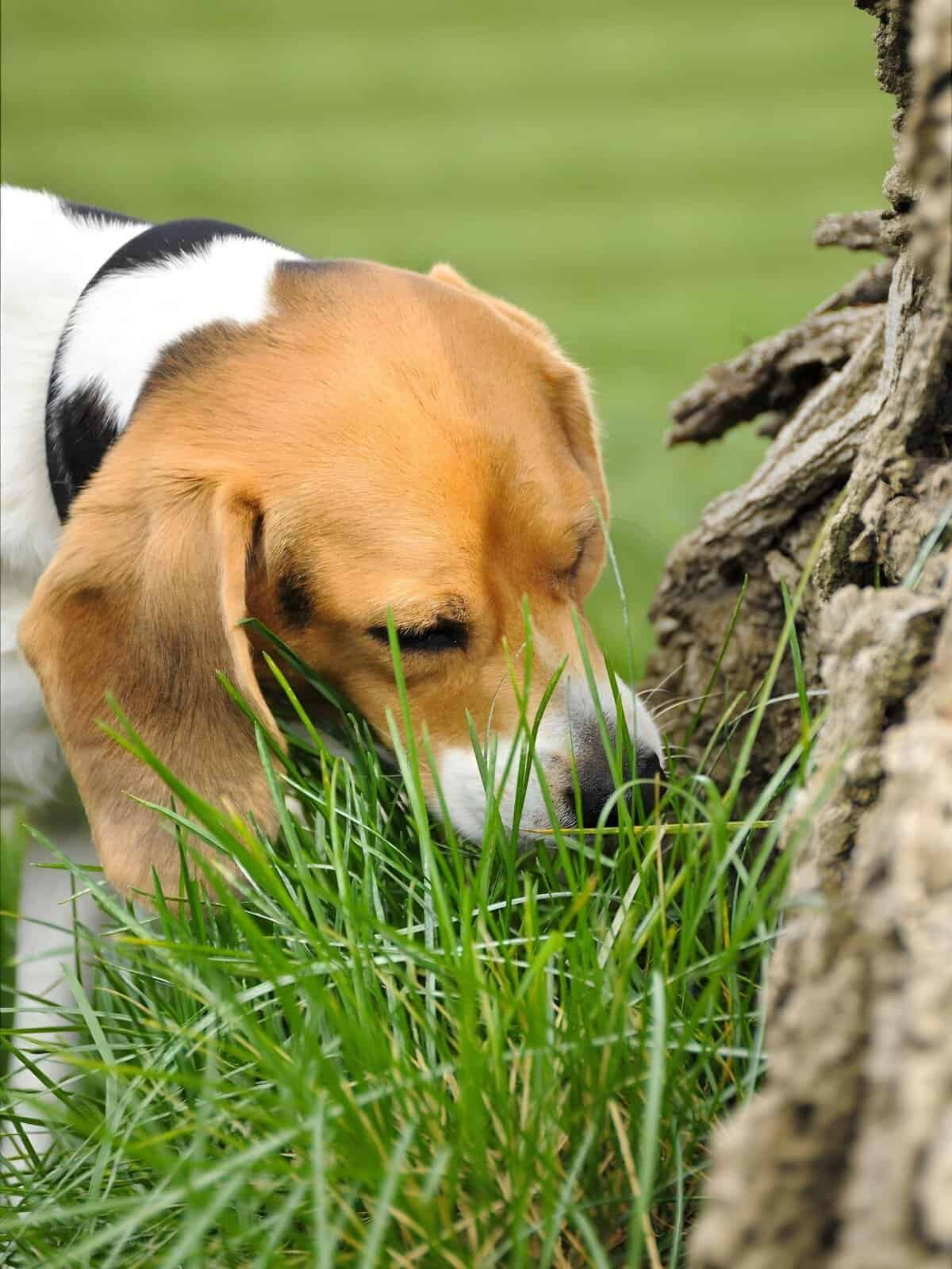 Close-up of a beagle dog sniffing green grass near a tree trunk in a park setting.