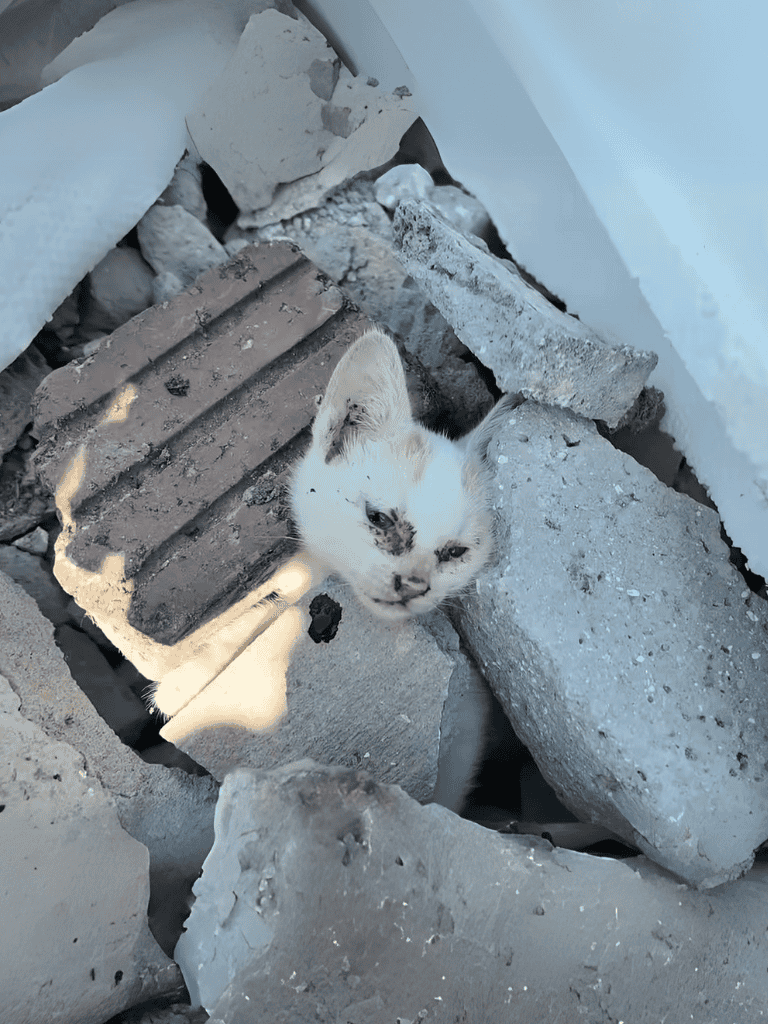 Adorable kitten nestled in broken bricks and concrete amidst rubble construction site.