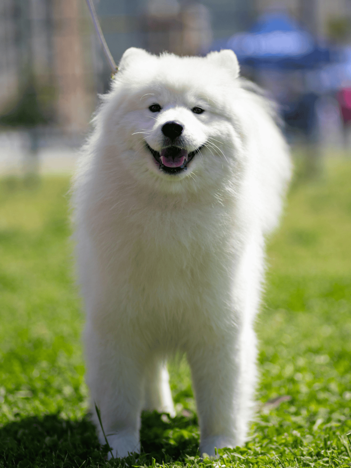 Happy Samoyed puppy enjoying outdoor playtime.