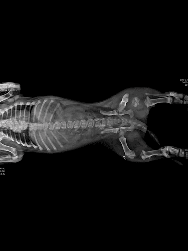 Dog x-ray showing bones and internal structure.