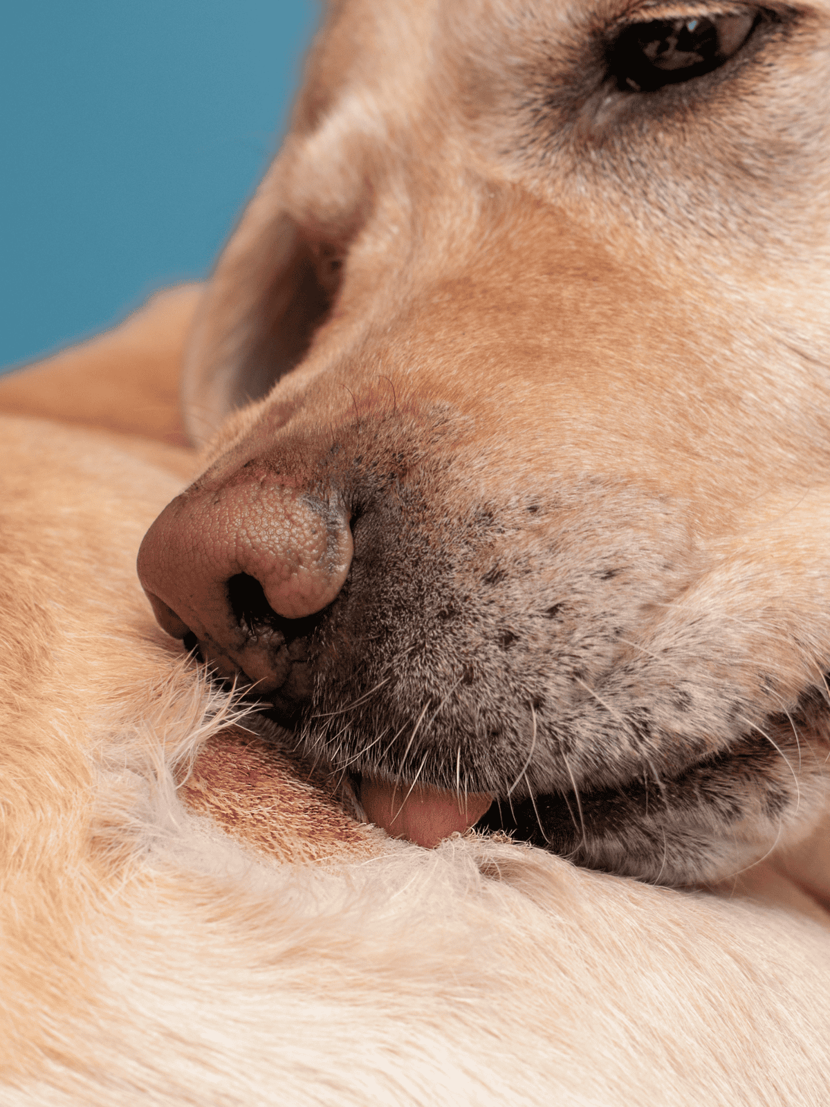 Close-up of a peaceful sleeping dog showcasing relaxed features and soft fur.