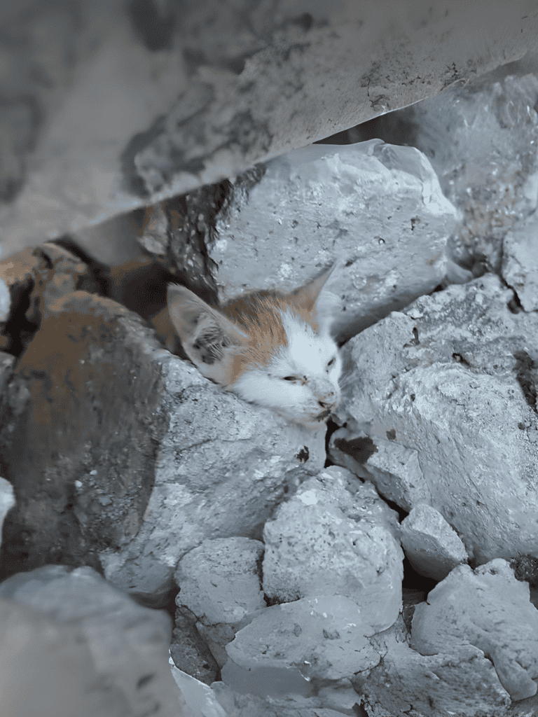 Alley cat resting among broken concrete and rocks, seeking safety.