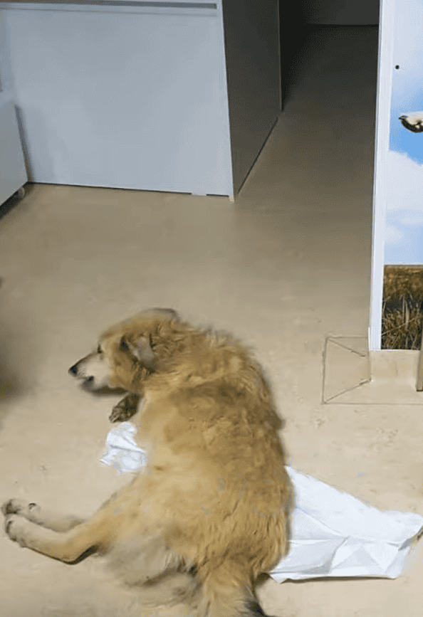 Adorable dog lying on paper potty pad on floor.