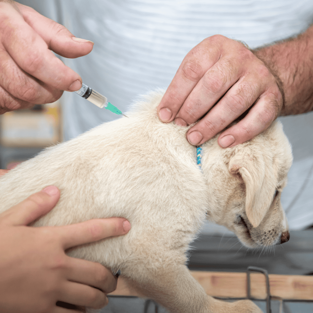 A veterinarian administers a vaccine shot to a young puppy's shoulder to ensure health and safety.