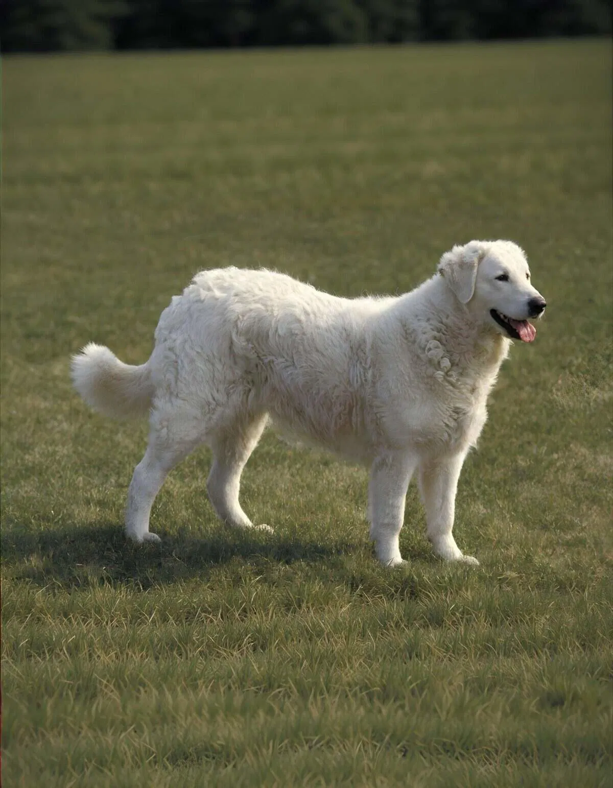 Friendly, playful dog in grassy field for walk and exercise.
