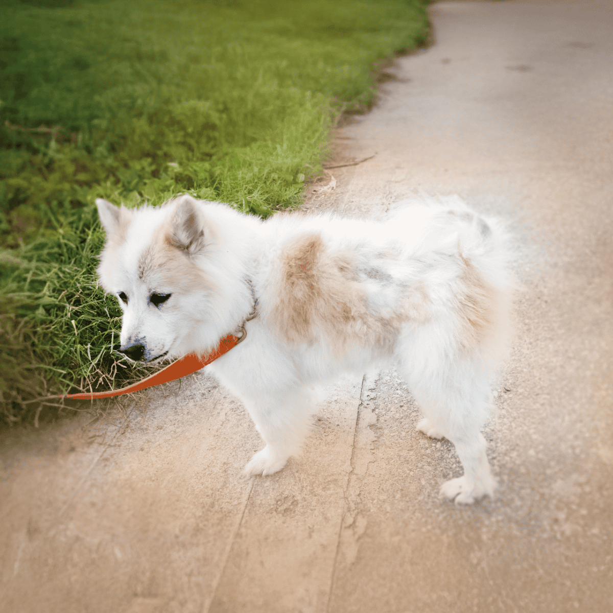 Adorable Siberian Husky puppy walking on a sidewalk with green grass nearby.