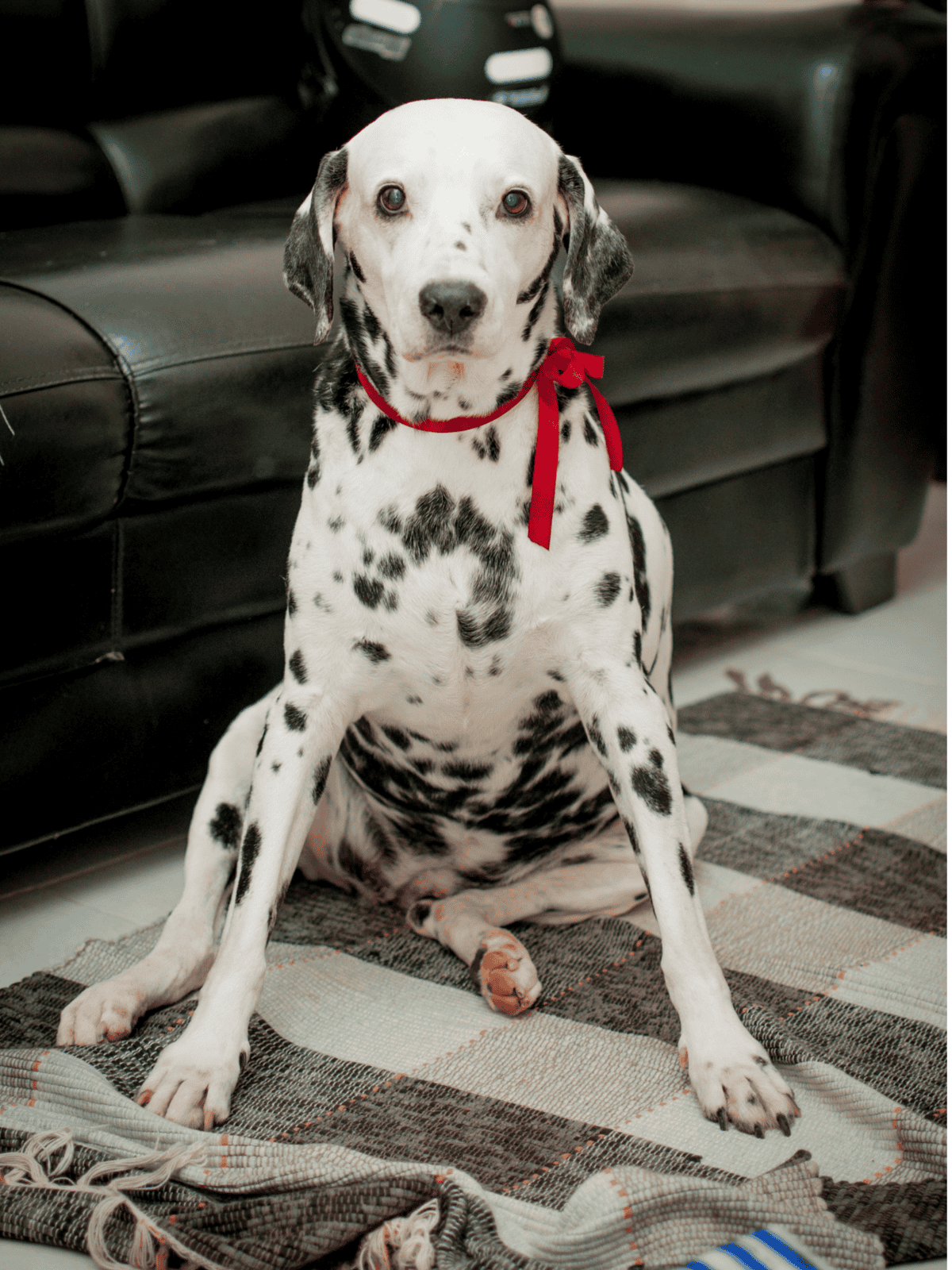Adopt a Dalmatian dog for friendly companionship and love.