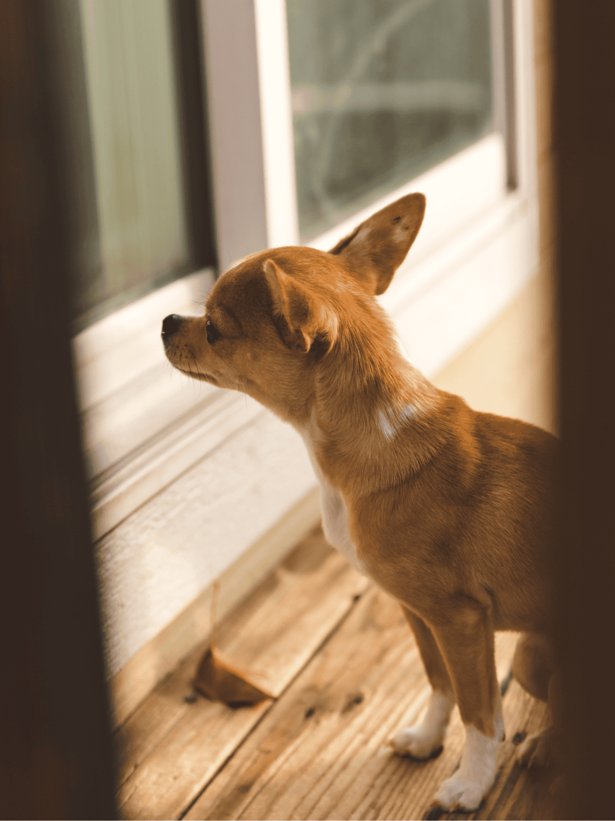 Adorable small dog gazing through glass door, waiting patiently at home for owner.