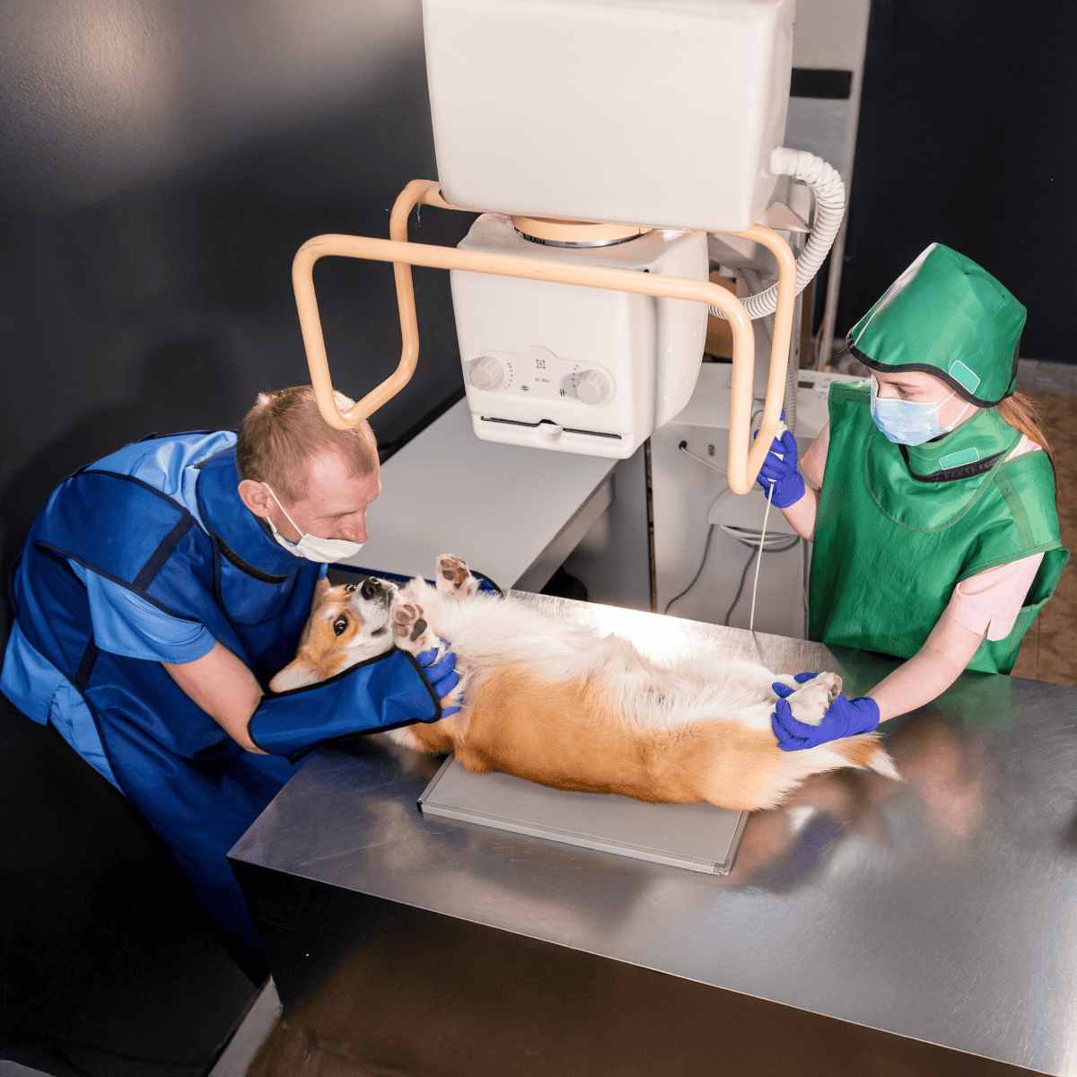 Dog being examined at veterinary clinic with veterinarian and assistant.