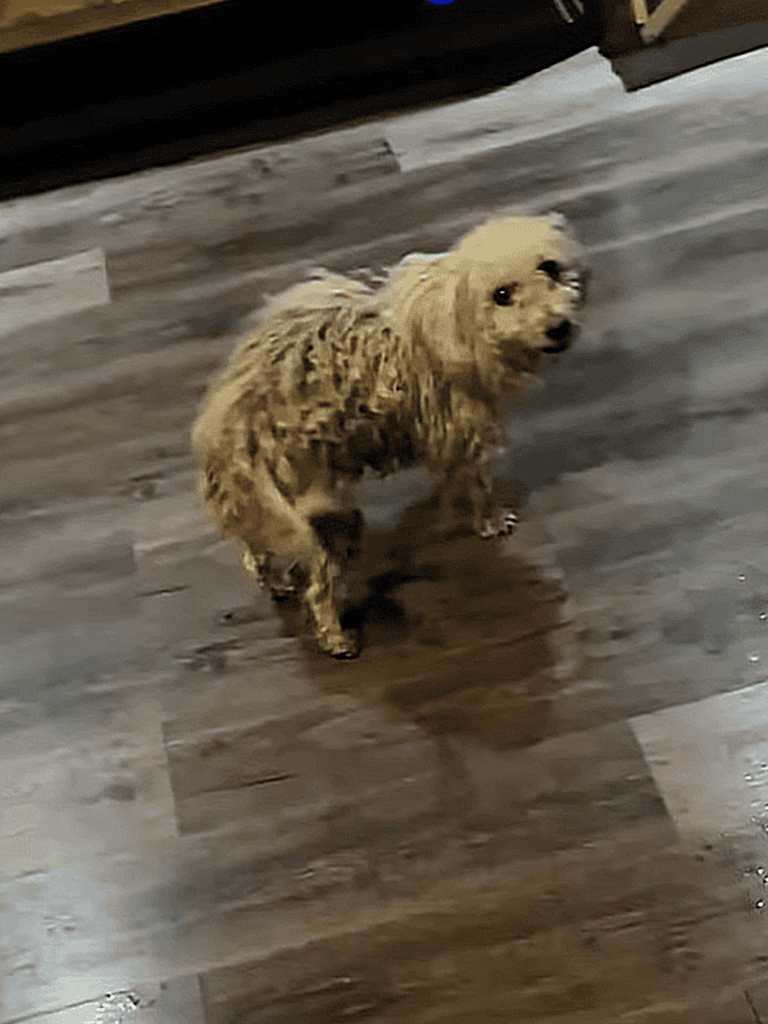 Adorable small fluffy dog looking up indoors.