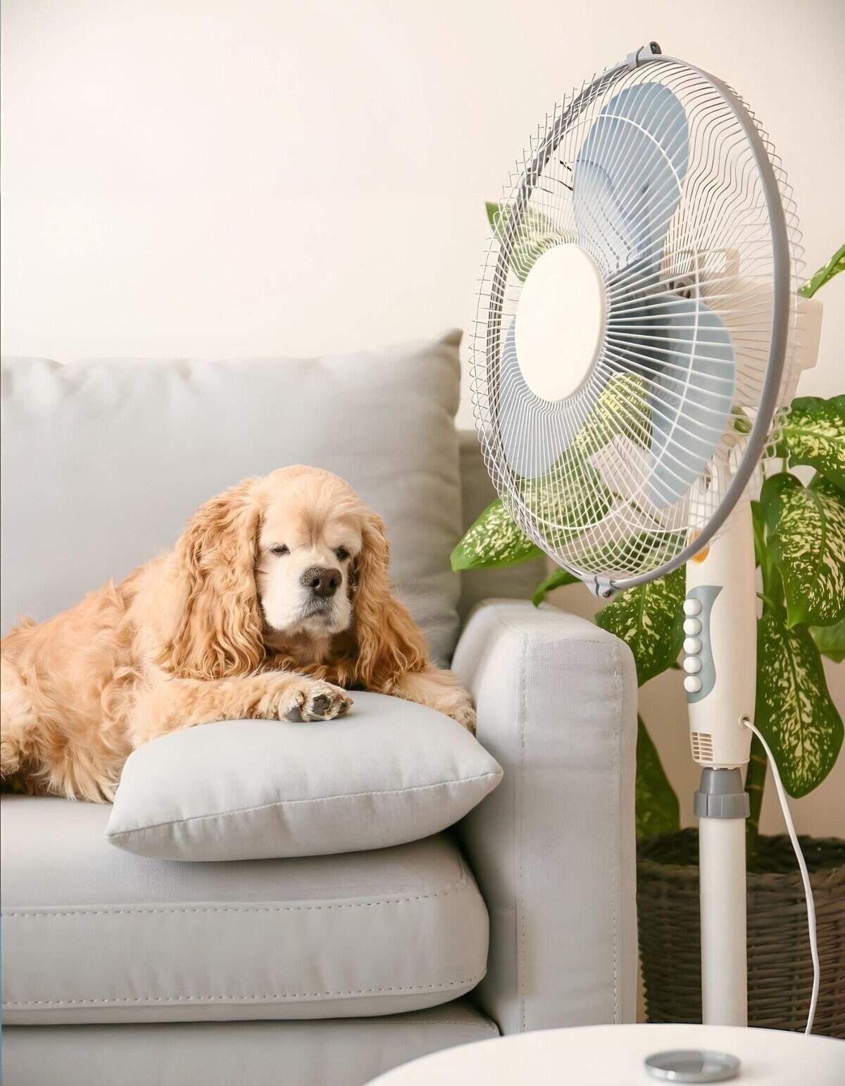 A pet-friendly cooling fan designed to keep dogs comfortable and cool indoors. Quiet, energy-efficient, perfect for pet owners.
