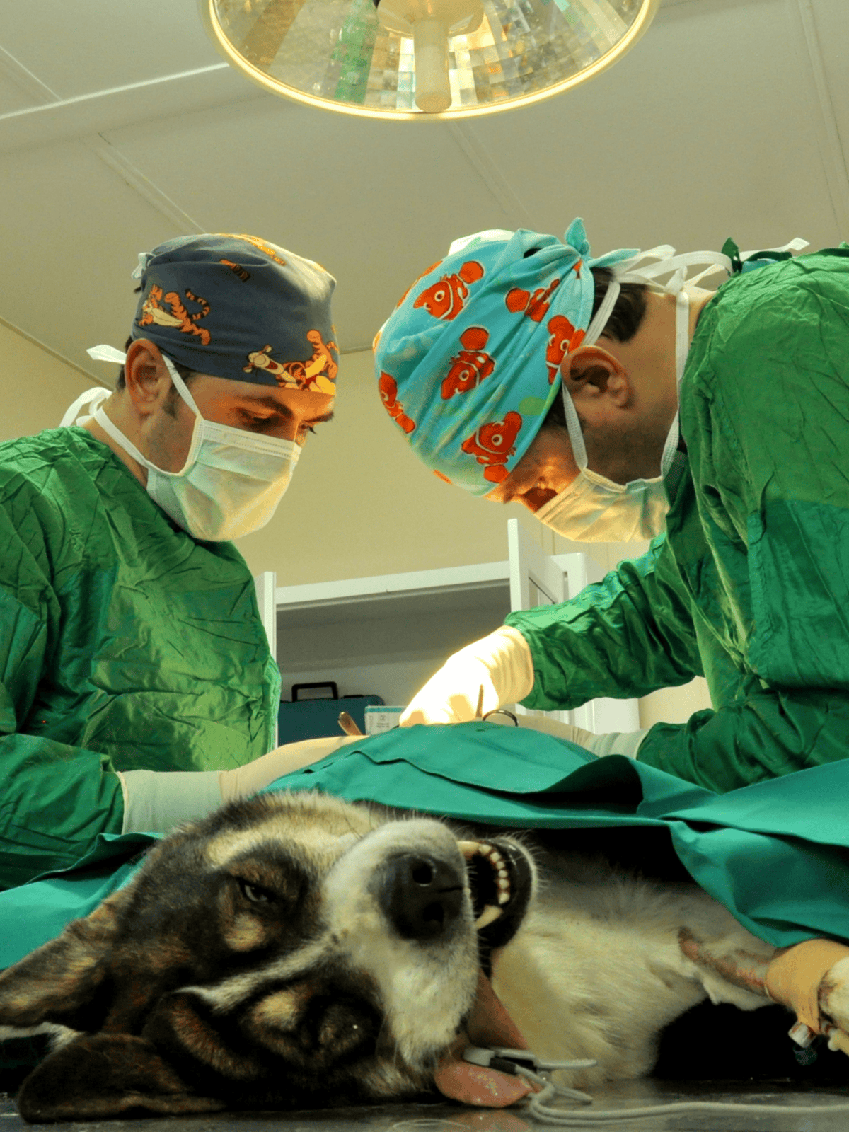 Veterinary surgery for dogs, professional animal healthcare, pet surgery procedures.