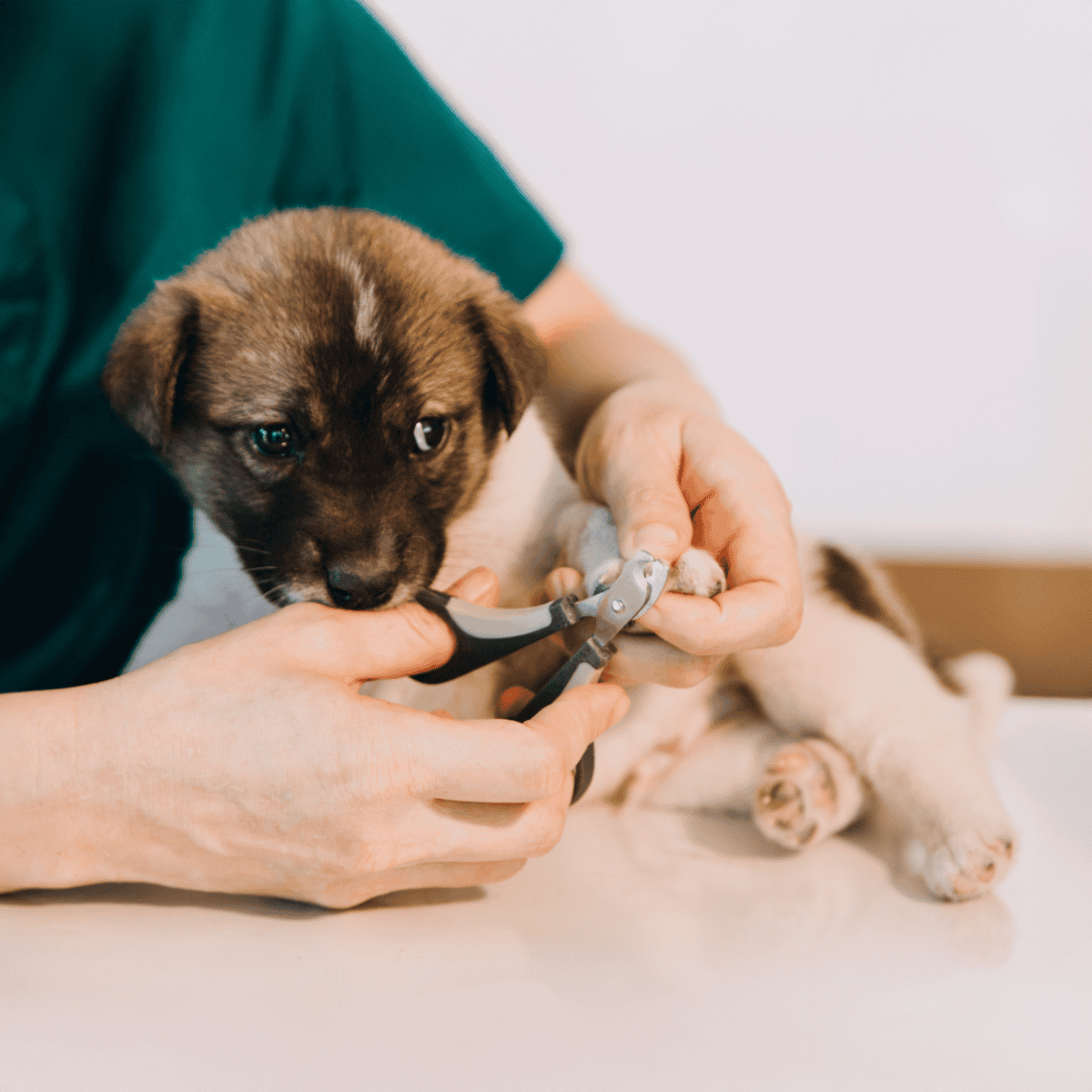 Close-up of a veterinarian trimming a puppy's nails for healthy pet care.