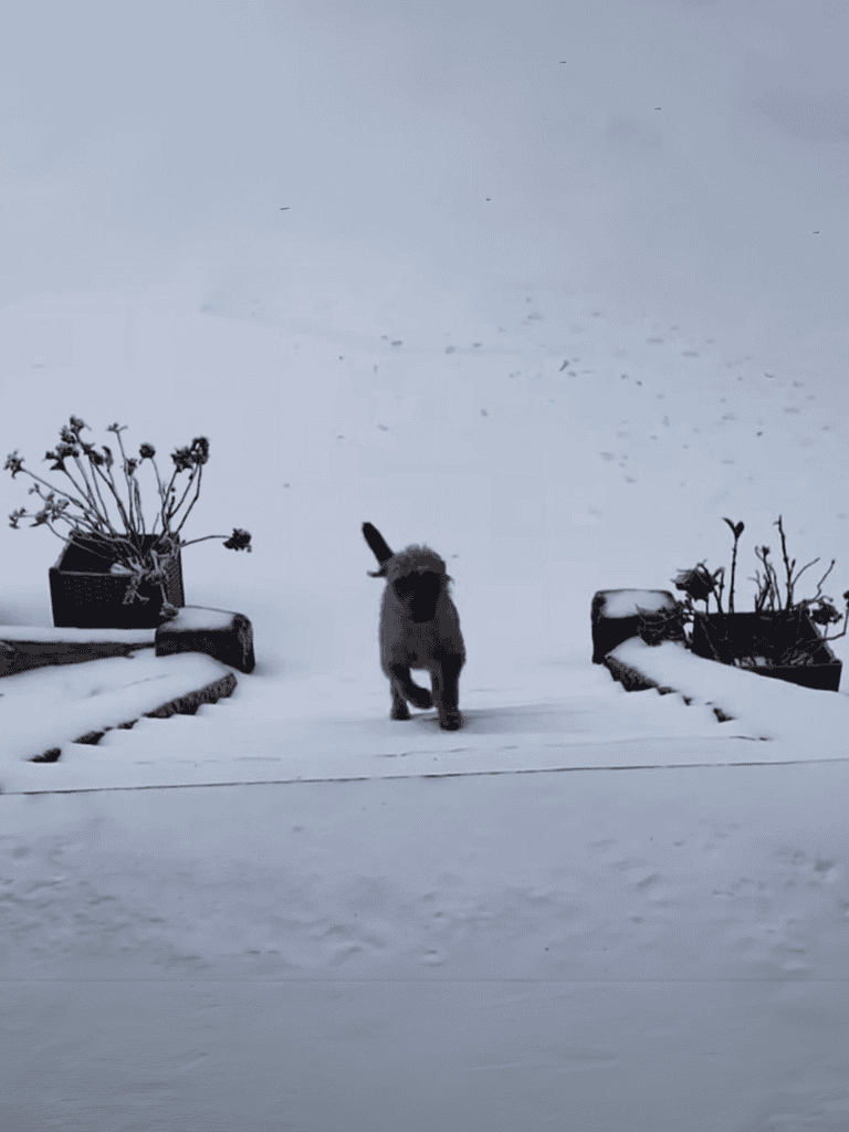 Cute dog walking on snow-covered porch with garden plants.