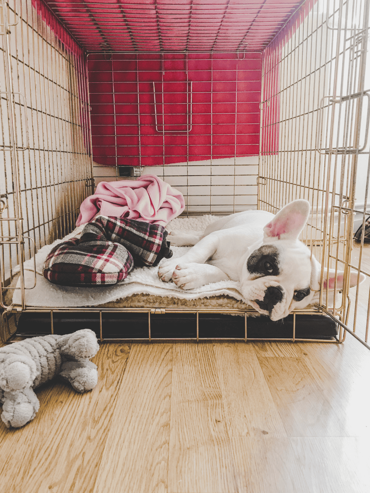 Adorable French Bulldog puppy sleeping in a pet crate, cozy with blanket and toys.