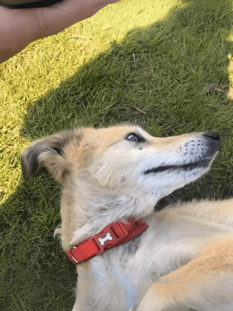 Playful young dog lying on grass, enjoying outdoor sunshine, adorable and relaxed.