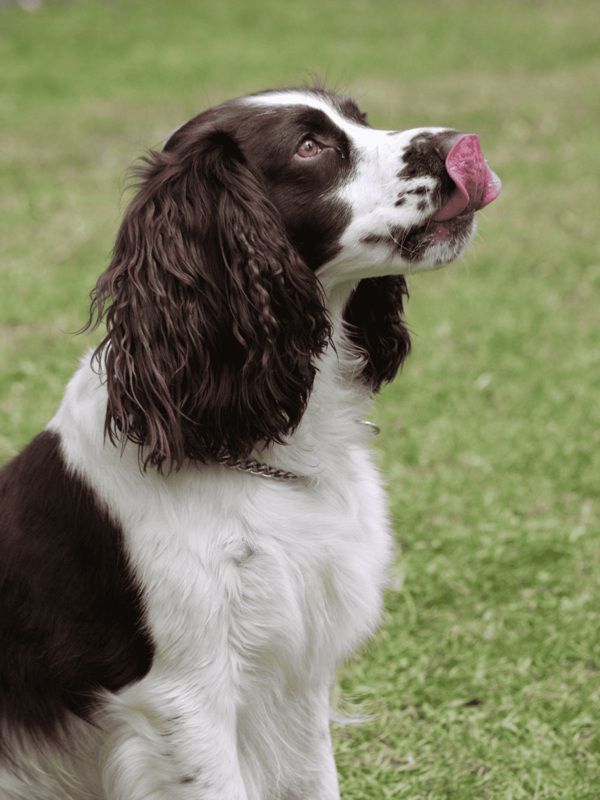 Friendly springer spaniel with shiny coat, lying on grass outdoors.