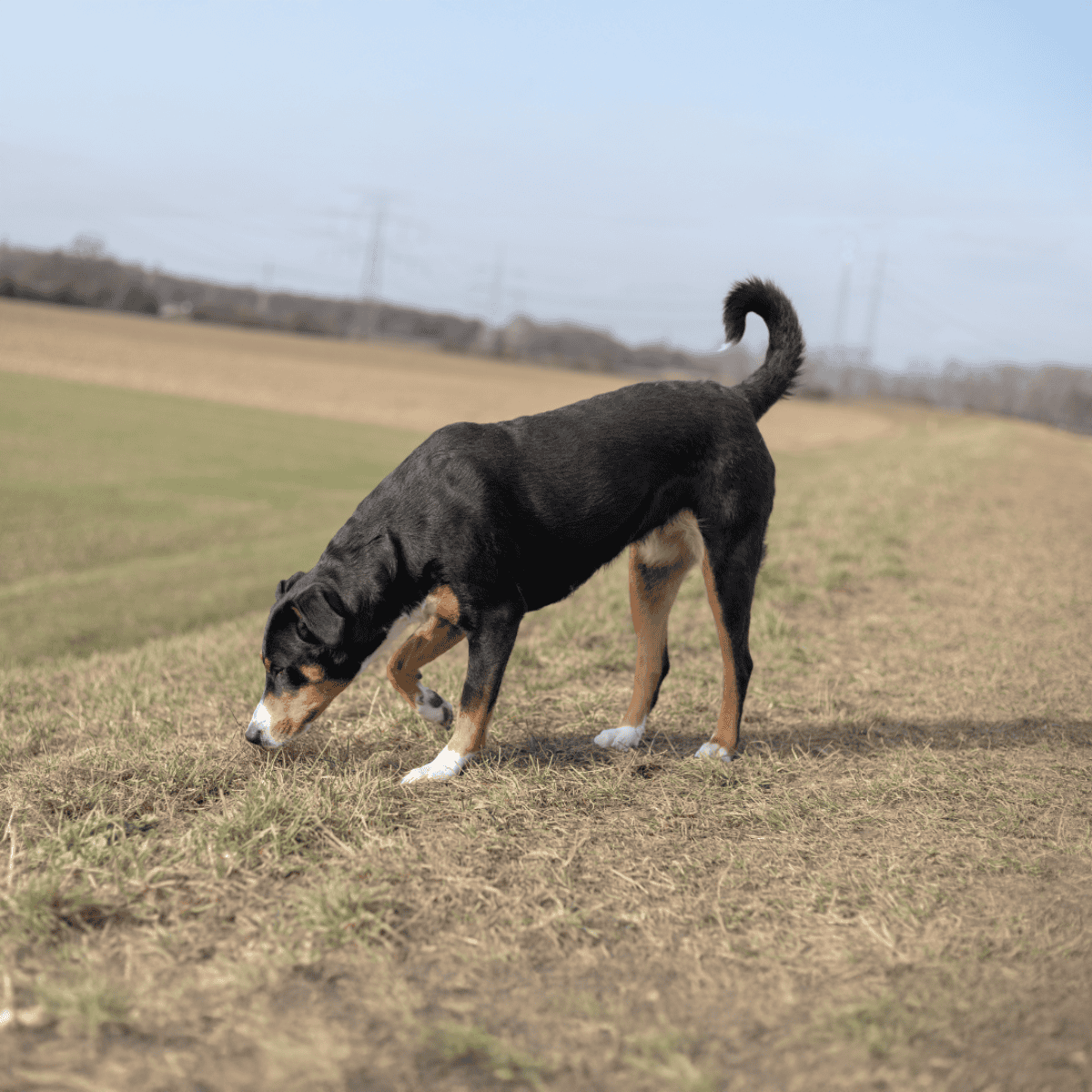 Adorable black and tan dog exploring outdoors on grassy terrain.