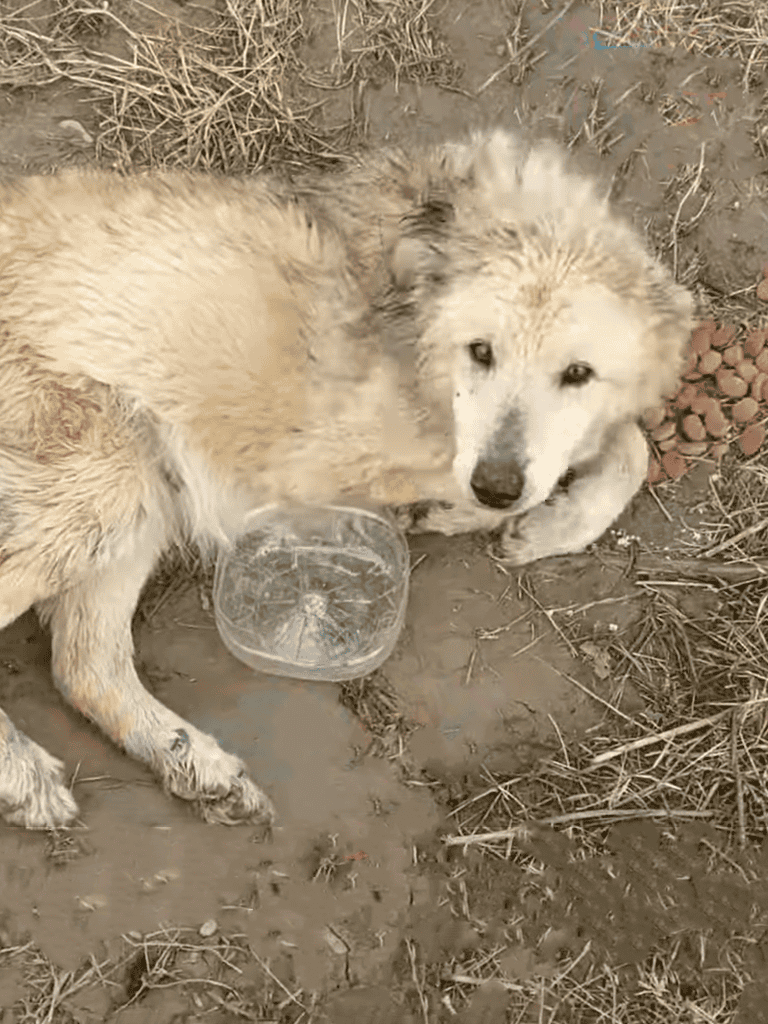 Adorable husky puppies lying on dirt amid dry grass, showing curiosity and innocence.