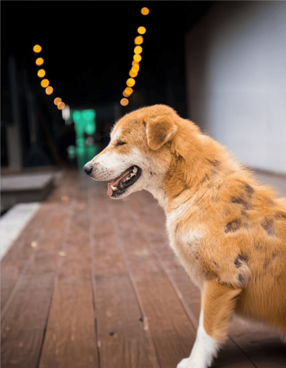 Dog playing with chew toy.