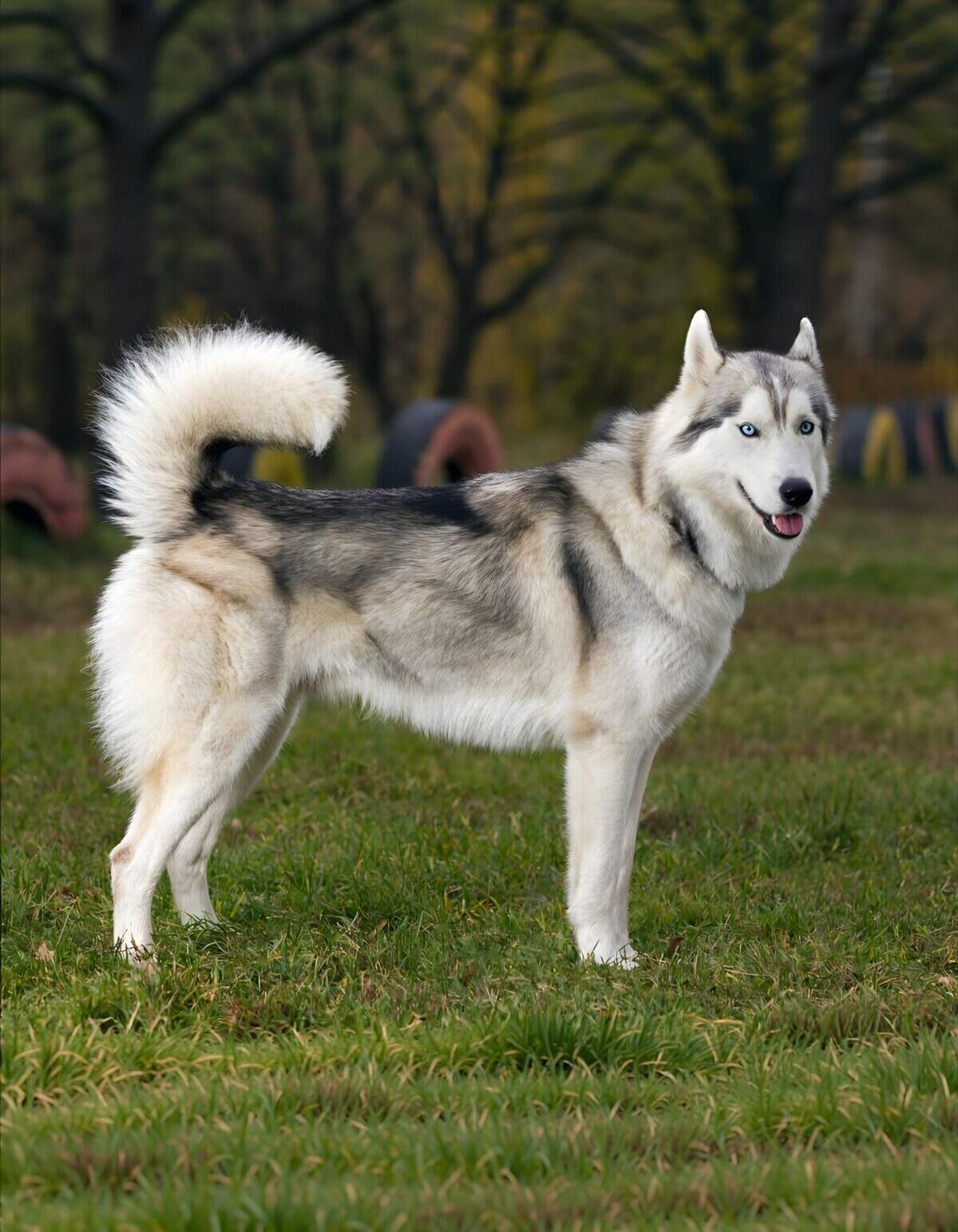 Adorable Siberian Husky with striking blue eyes and fluffy tail outdoors.