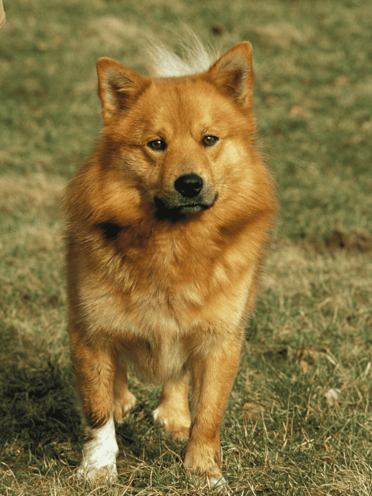 Dog sitting outdoors on grass, showing alertness and curiosity, ideal for pet care visuals.