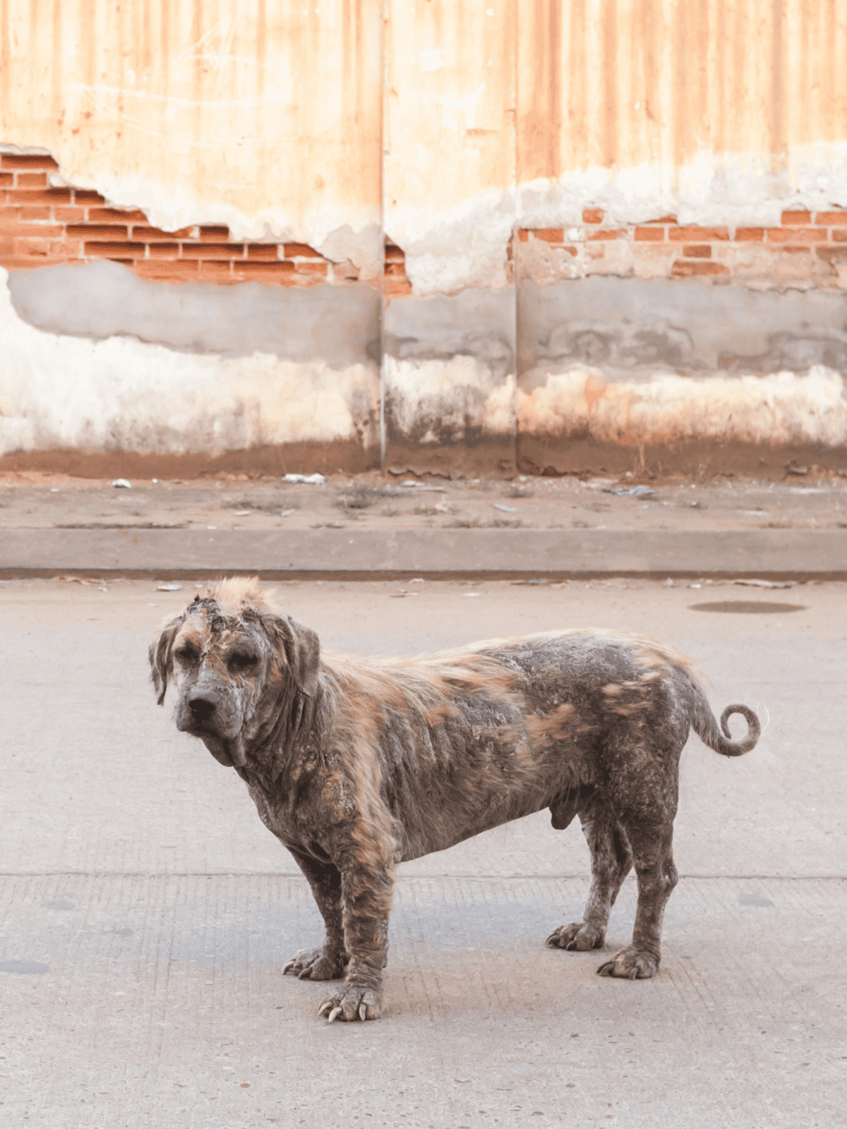 Dog with matted, unkempt fur on city street near damaged wall background.