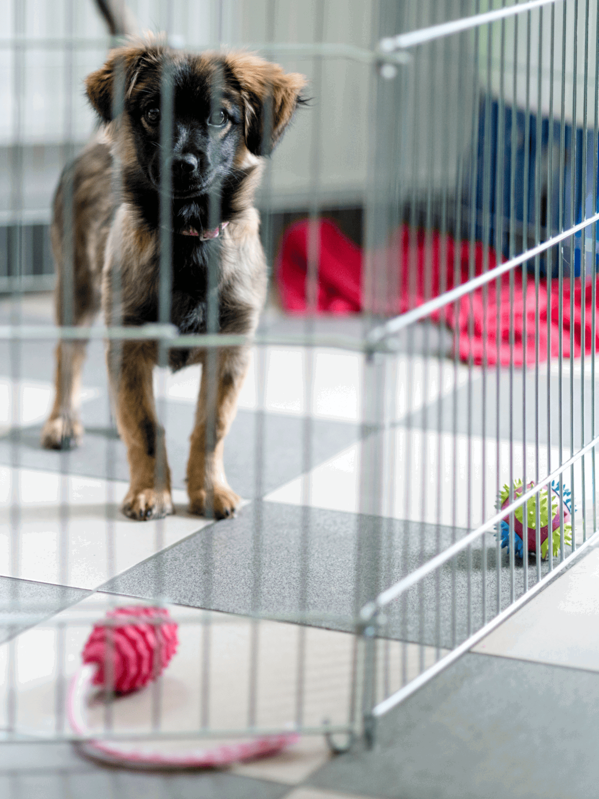 Dog in puppy crate with toys and blankets.