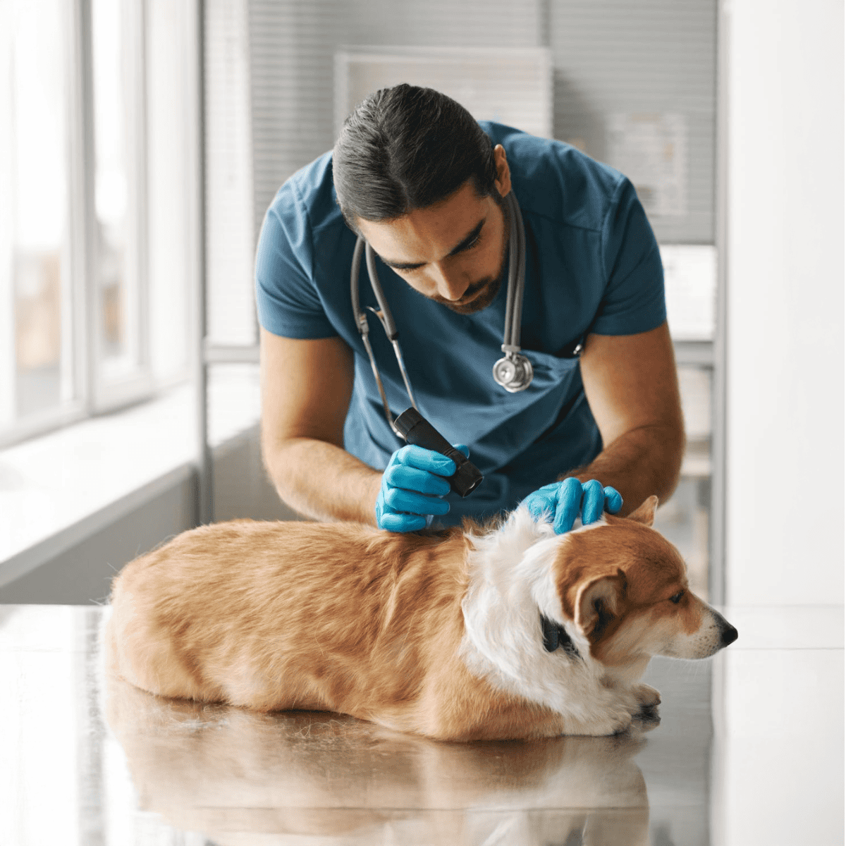 Vet examining dog skin for health issues.