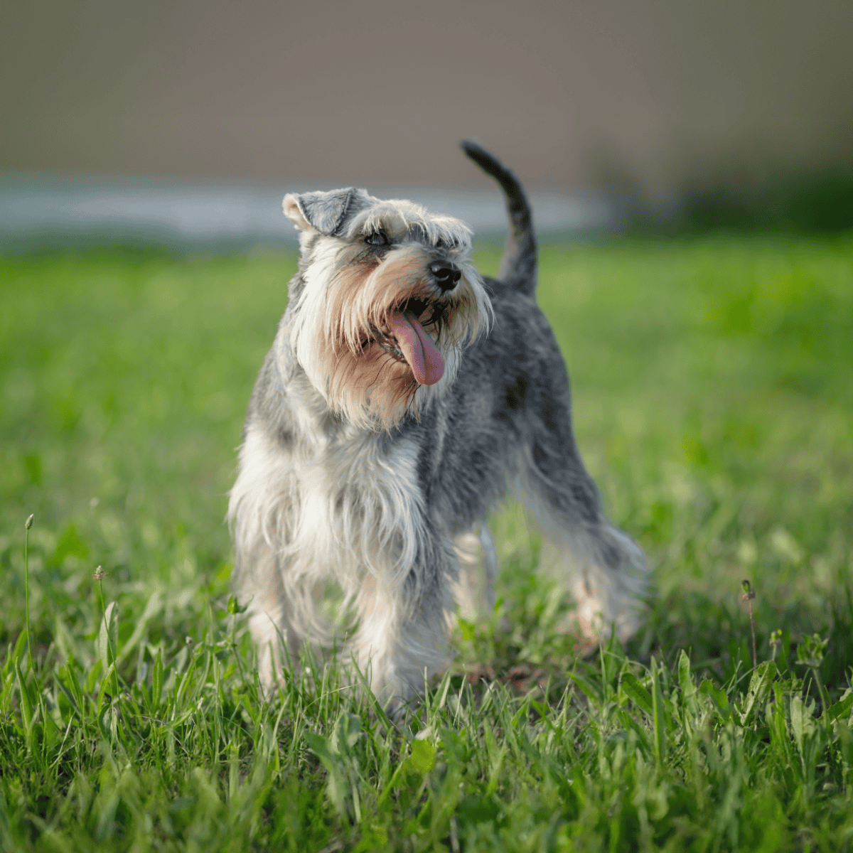 Adorable Schnauzer dog standing on green grass in a park, enjoying playtime, showing happiness and energy.