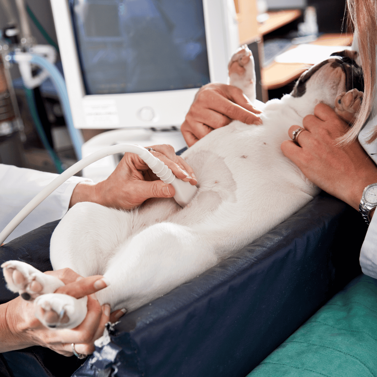 Dog receiving ultrasound screening at veterinary clinic.