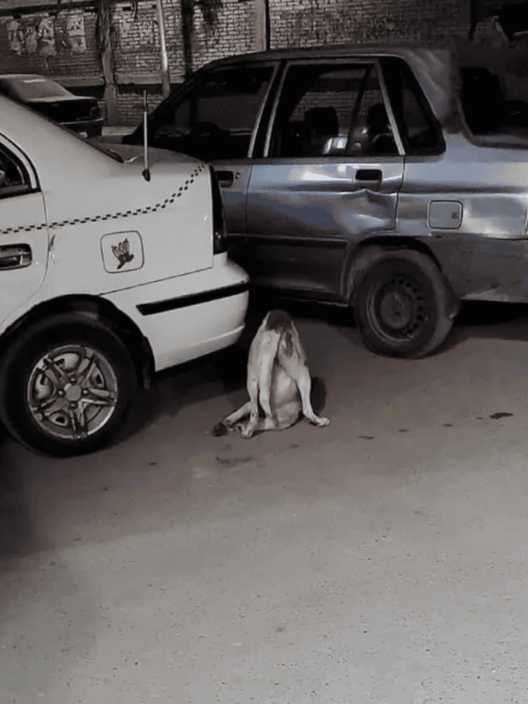 Dog stuck behind parked cars in a dark street scenario.