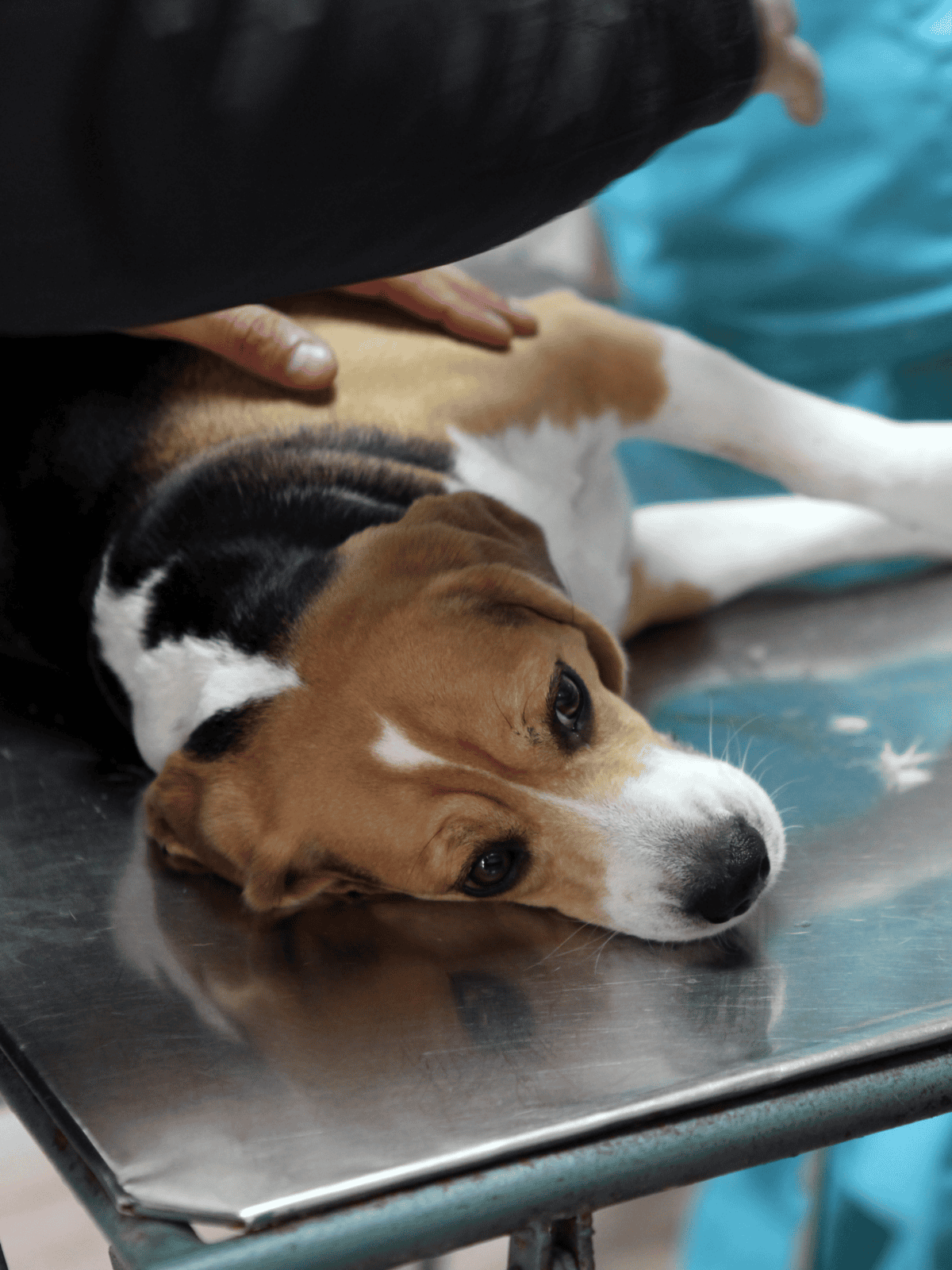 Adorable beagle dog lying on examination table during vet checkup.