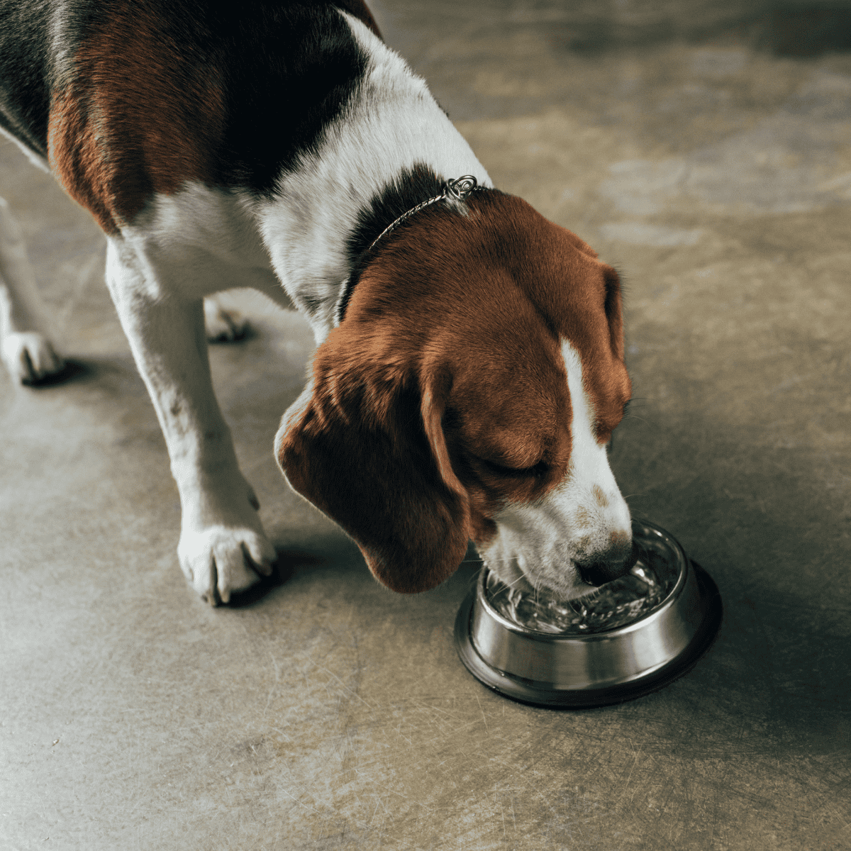 Adorable beagle dog drinking water from a stainless steel bowl on a concrete floor.