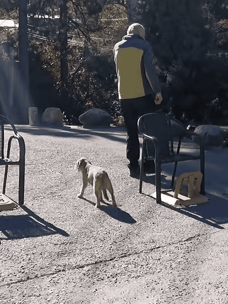 Dog rescue outdoor scene with a person and a dog on a mountain road.