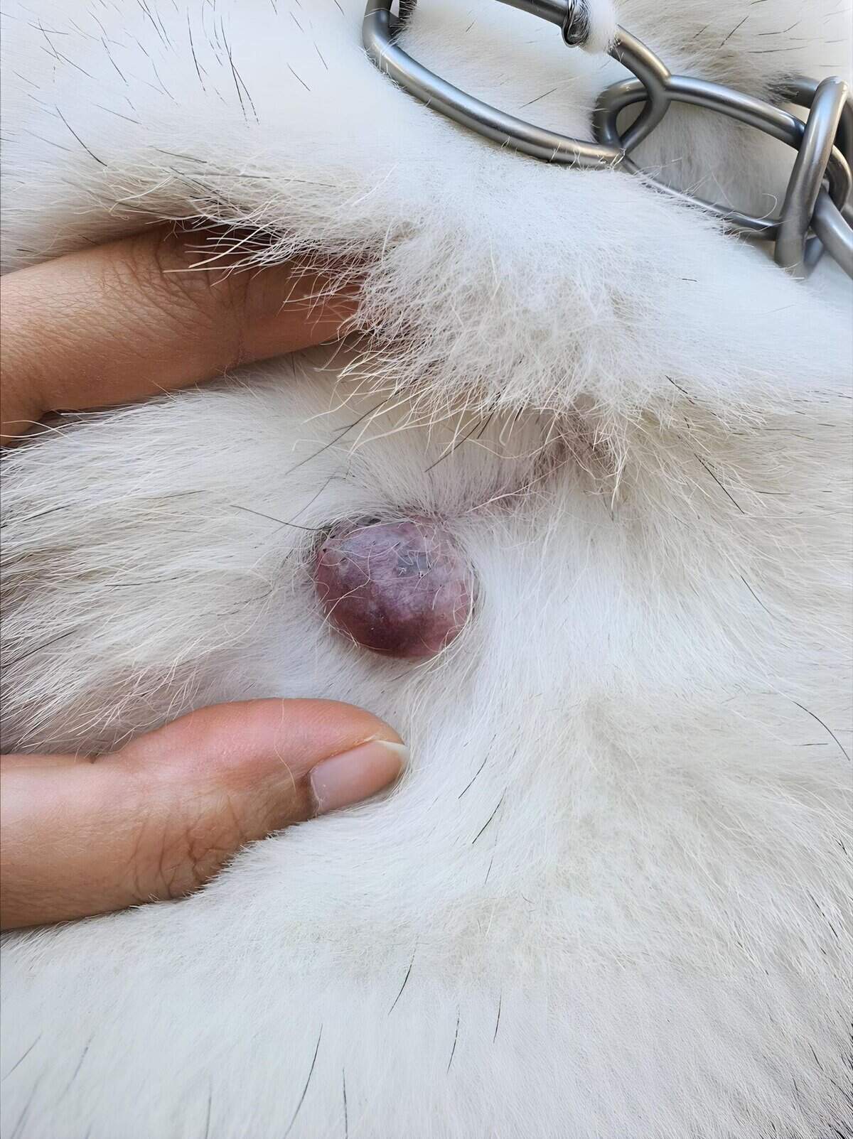 Pet tumor awareness, dog health care, veterinary skin examination, importance of pet health.