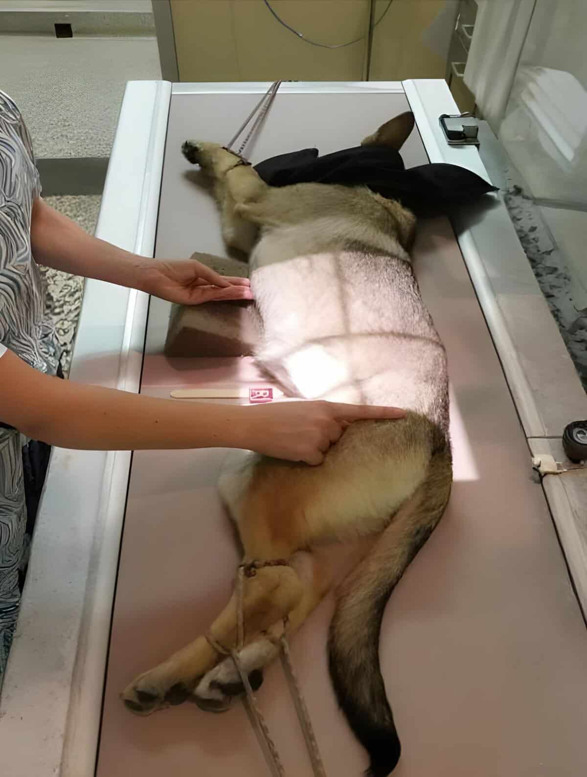 Dog x-ray image for veterinary health assessment and diagnostics, showcasing advanced pet care services.