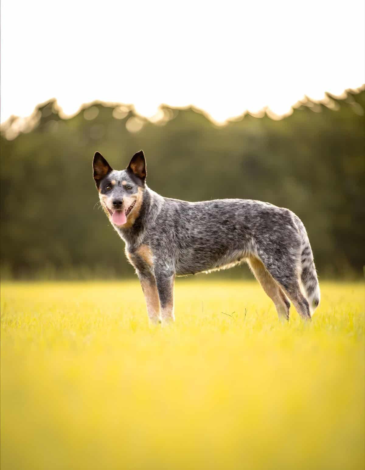 Smart Australian Shepherd mixed breed dog in outdoors.