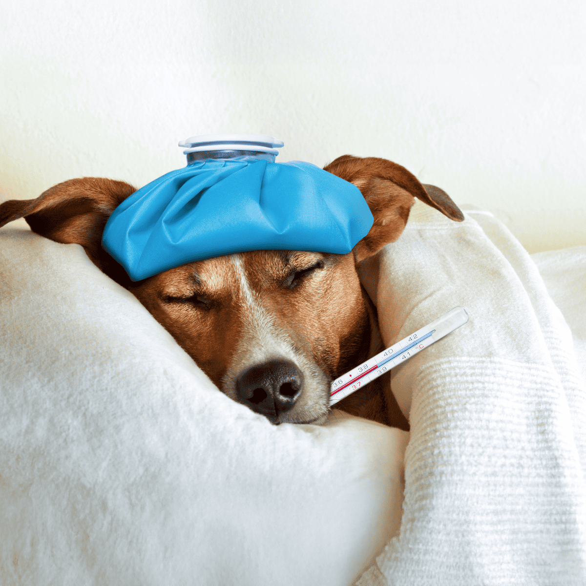 Dog with hot water bottle and thermometer, sick dog resting with temperature monitoring, pet health care.