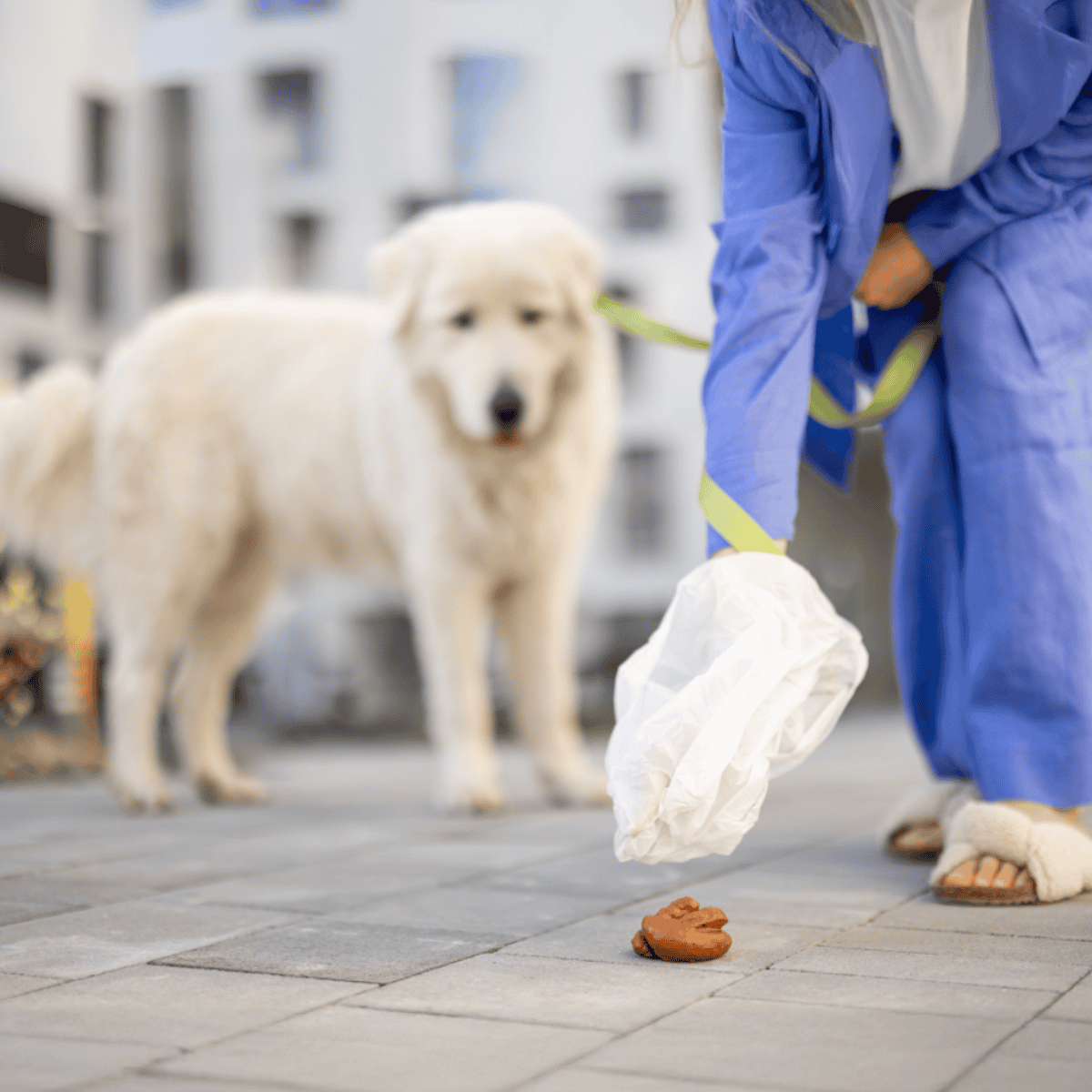 Dog waste pickup on city sidewalk, professional pet waste removal.