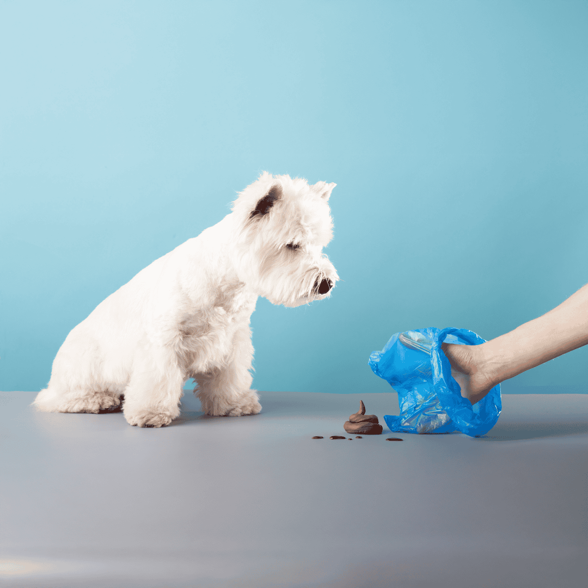Clean and eco-friendly dog waste removal solutions for pet owners.