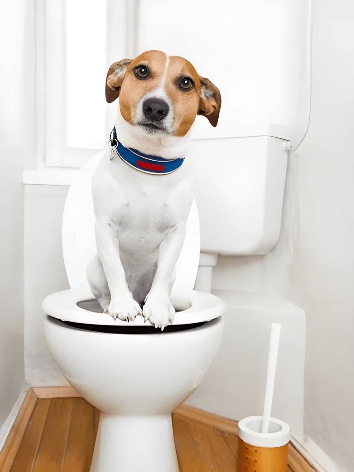 Cute dog sitting on toilet with open lid in bathroom.
